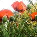 Poppies by frequentframes