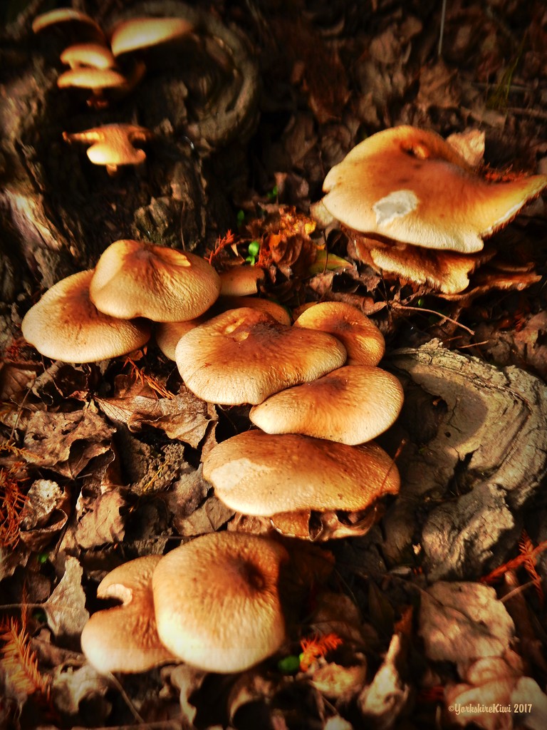 More Fungi by yorkshirekiwi