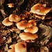 More Fungi by yorkshirekiwi