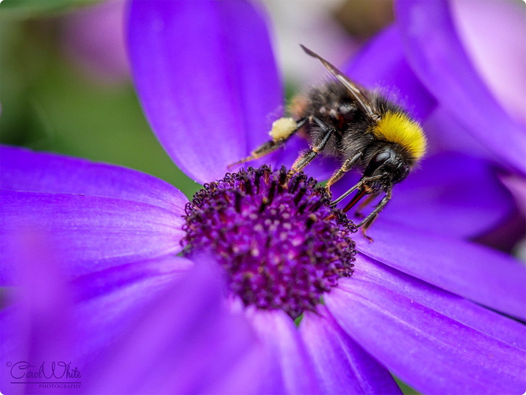Bee And Senetti Flower (best viewed large) by carolmw