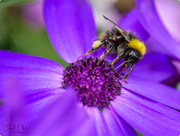19th May 2017 - Bee And Senetti Flower (best viewed large)
