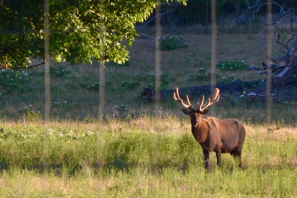 The Fredericksburg elk  by louannwarren