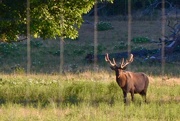 19th May 2017 - The Fredericksburg elk 