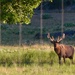The Fredericksburg elk  by louannwarren