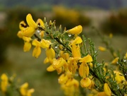 19th May 2017 - Gorse
