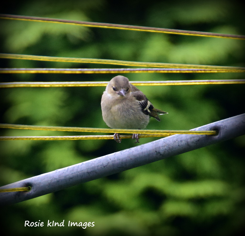One of the new chaffinches by rosiekind