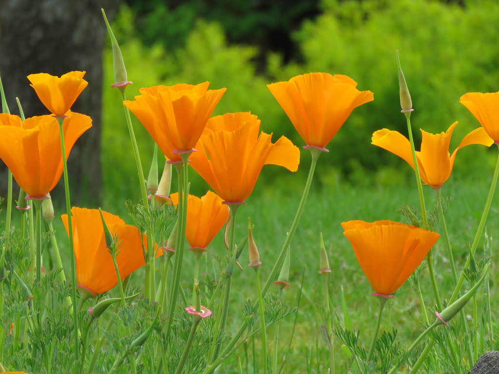 California Poppy by seattlite