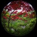 Japanese Maple in Nezu Garden by jyokota