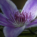 Nelly Moser Clematis by skipt07