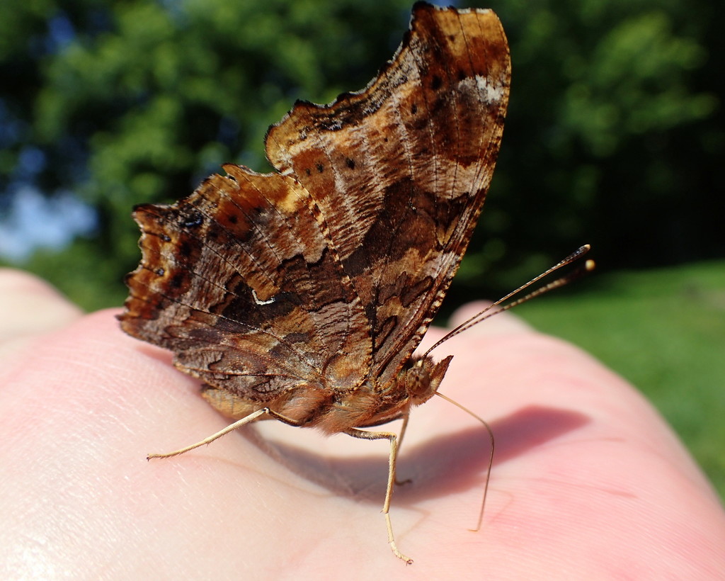 A Handful of Butterfly by cjwhite