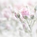 2017-05-19 soft speckled roses by mona65