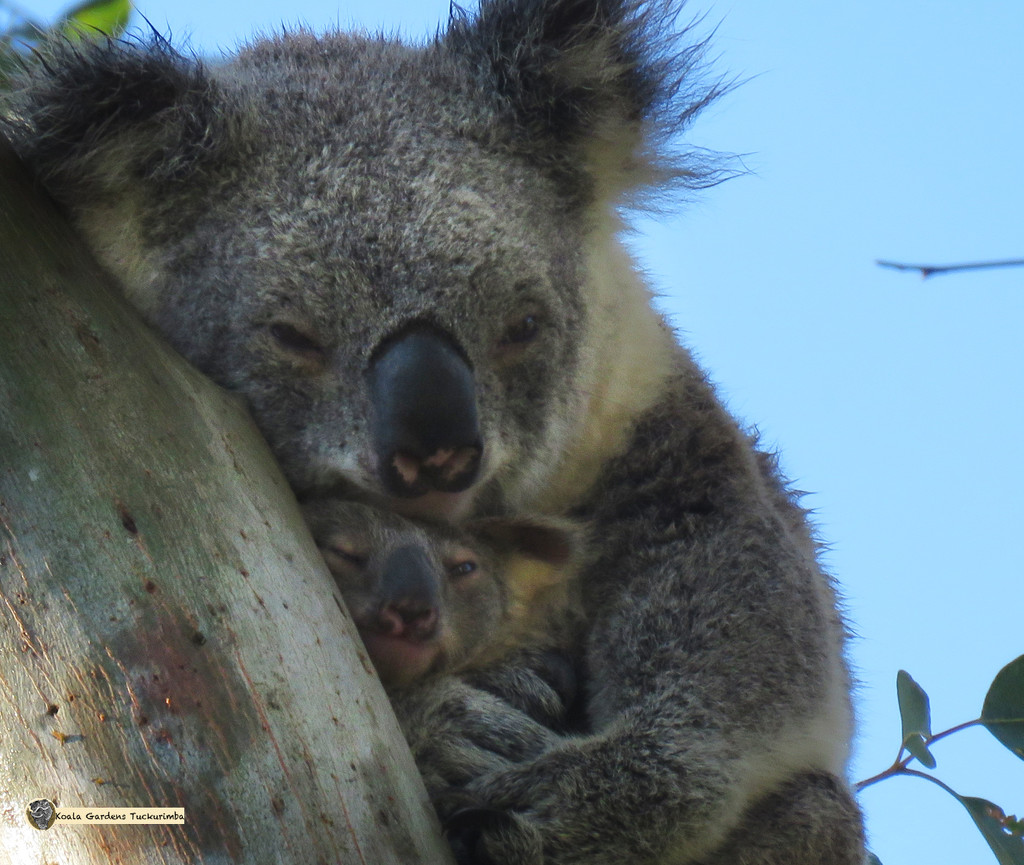 lean on me by koalagardens