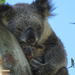 lean on me by koalagardens