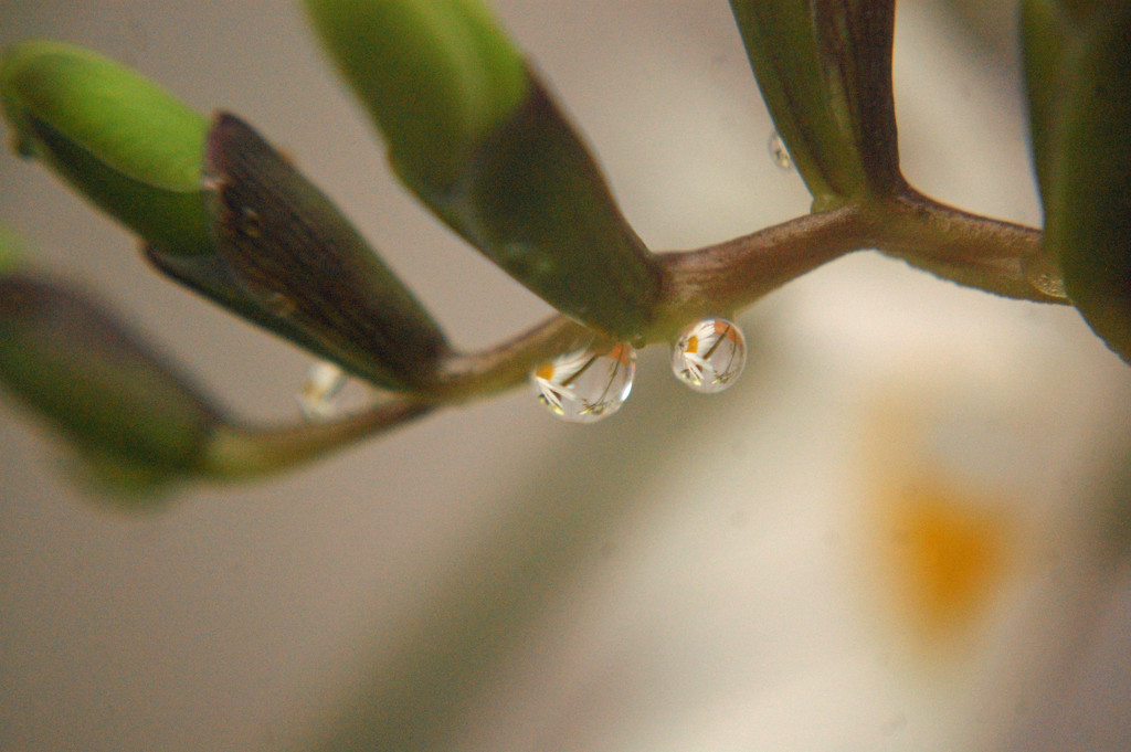 Fun with Freesias by fbailey