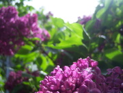 19th May 2017 -  Double bloom lilac 