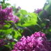  Double bloom lilac  by bruni