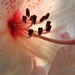 DSCN1740 pink rododendron by marijbar
