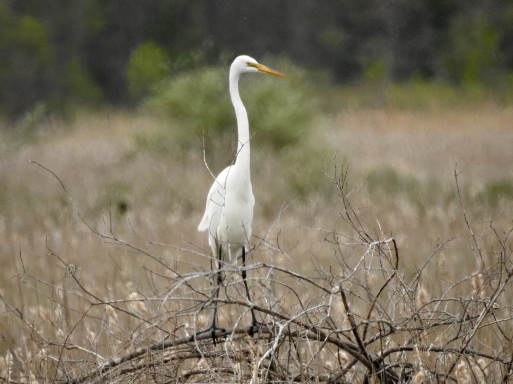 Great egret by amyk