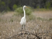 19th May 2017 - Great egret