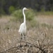 Great egret by amyk