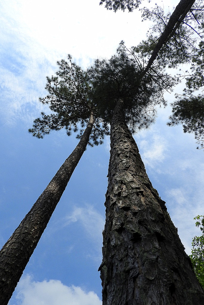 Tall Pines! by homeschoolmom