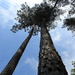 Tall Pines! by homeschoolmom