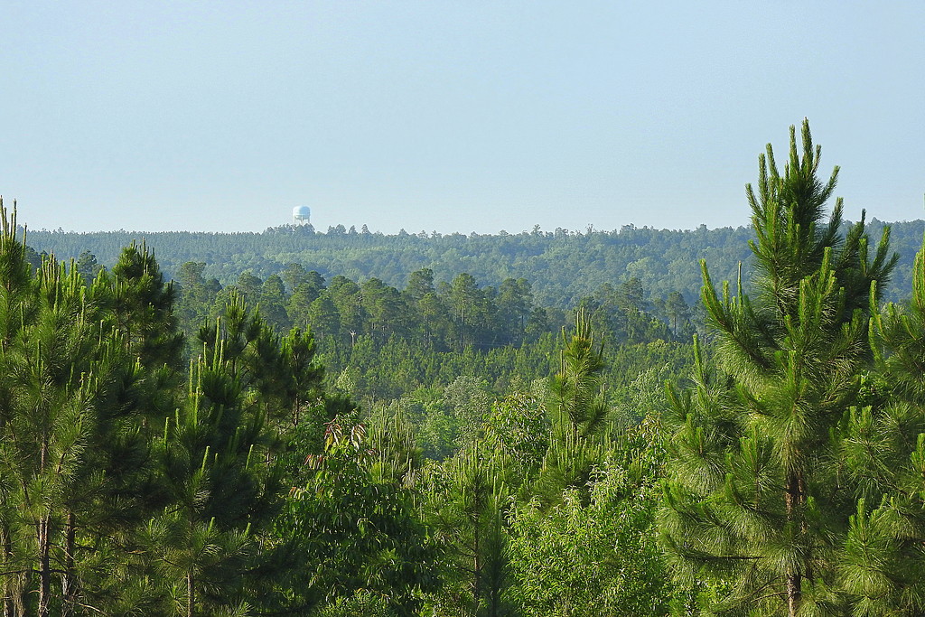 View across the Pines! by homeschoolmom