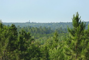 19th May 2017 - View across the Pines!