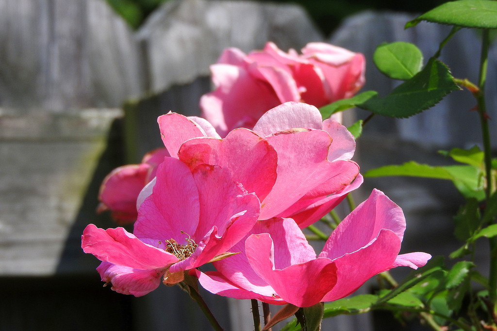 Roses in the sun by homeschoolmom