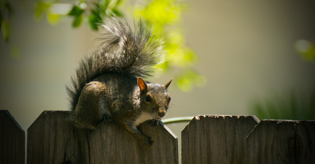 Squirrel Resting! by rickster549