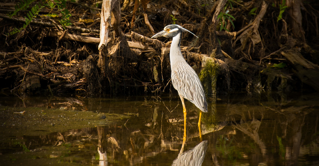 Yellow-Crowned Night-Heron! by rickster549