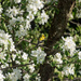 Our Backyard - Birds and Blossoms by farmreporter