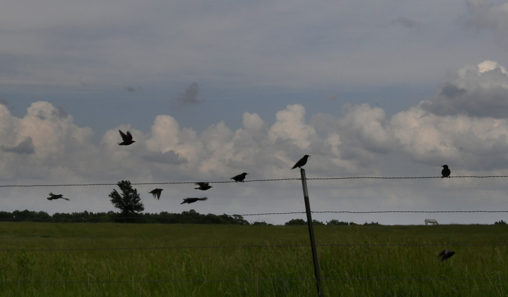 The Birds and the Storm Clouds by kareenking