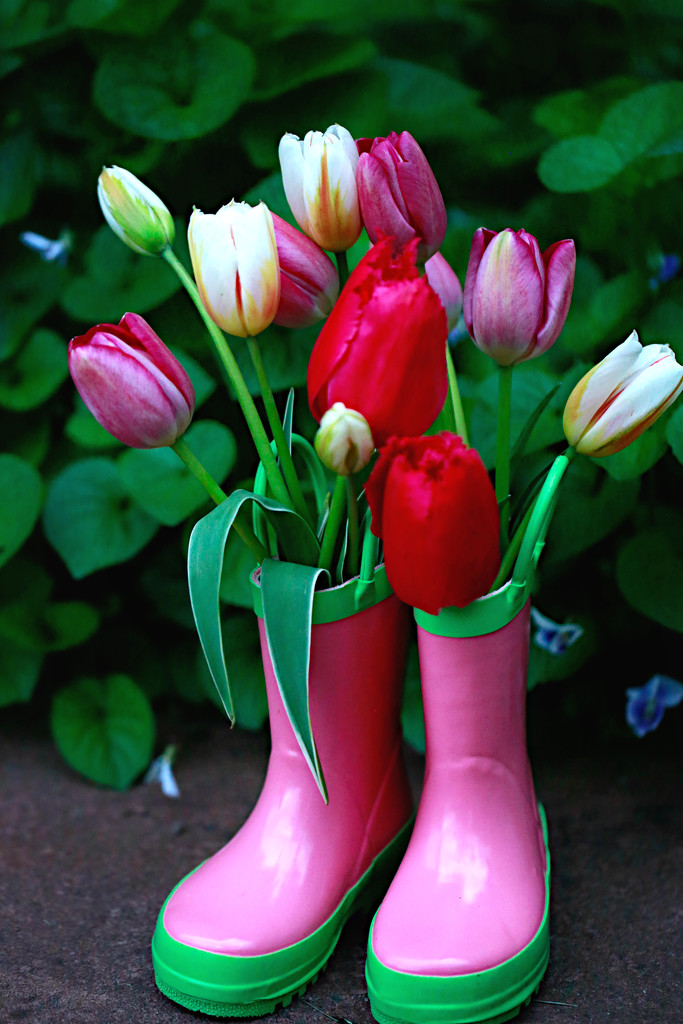 Rainboots and Tulips by gq