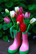 19th May 2017 - Rainboots and Tulips