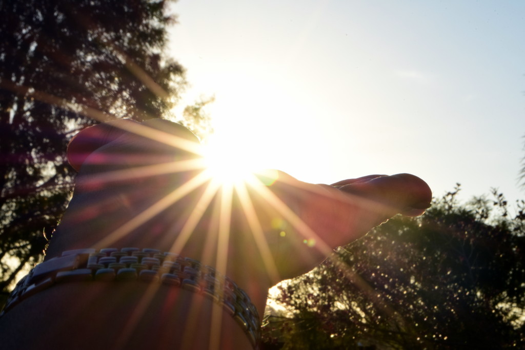 Sunshine in the Palm of my Hand by nickspicsnz