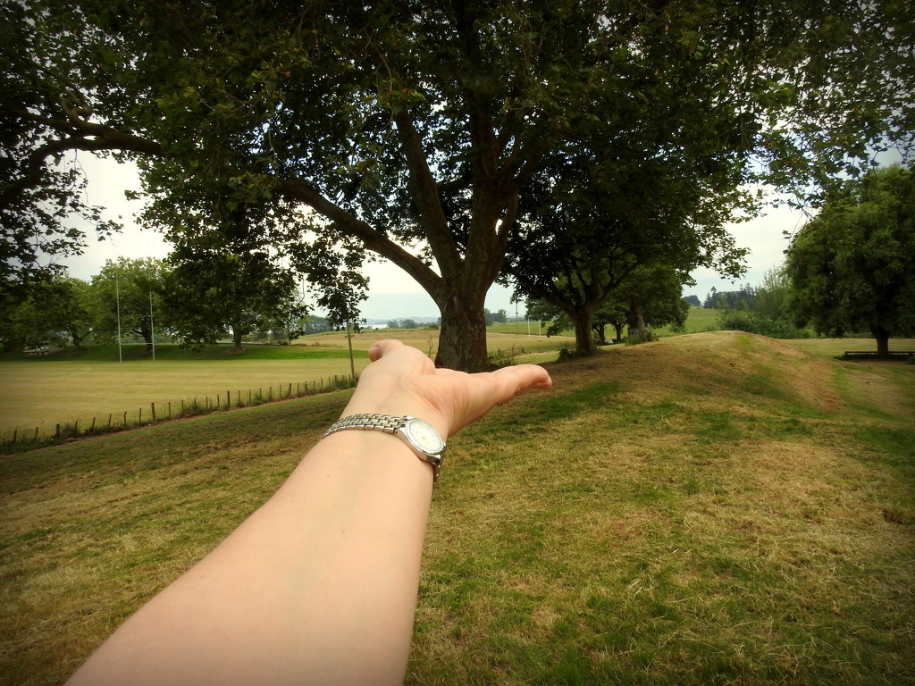 A Tree in the Palm of My Hand  by nickspicsnz