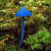 Blue fungus by maureenpp