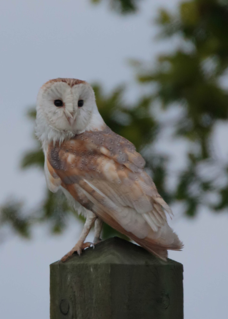 Barn Owl on Post by padlock