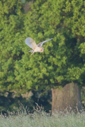 17th May 2017 - Barn Owl in hover mode.