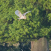 Barn Owl in hover mode. by padlock