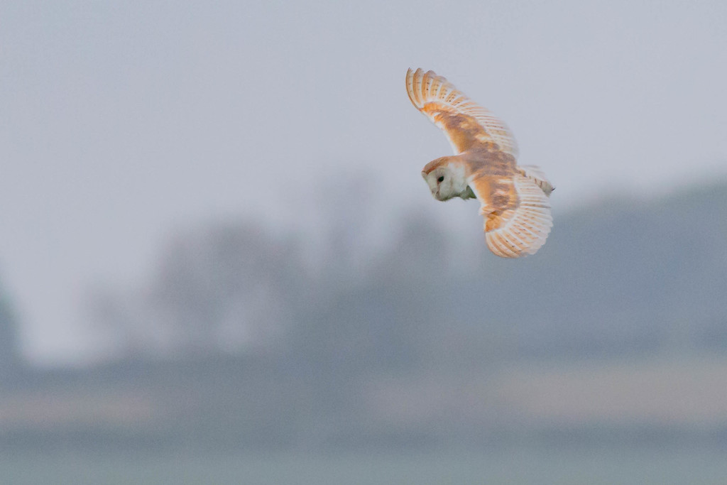 Barn Owl Slow Glide by padlock