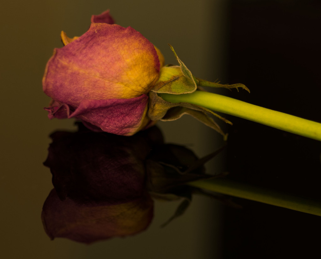 Rose reflection by rumpelstiltskin