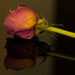 Rose reflection by rumpelstiltskin