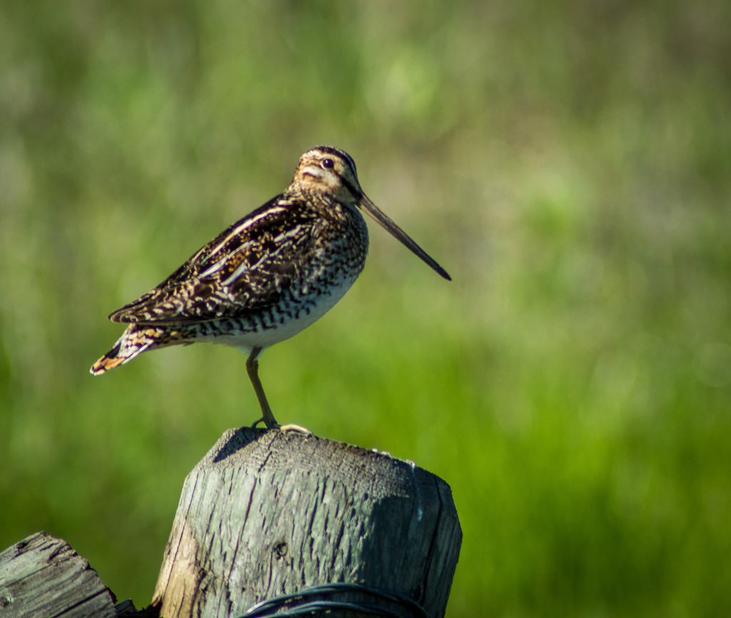 Snipe by 365karly1