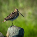 Snipe by 365karly1