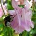 DSCN0612 bee on flower by marijbar
