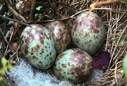 20th May 2017 - Mockingbird Eggs