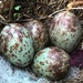 Mockingbird Eggs by kareenking