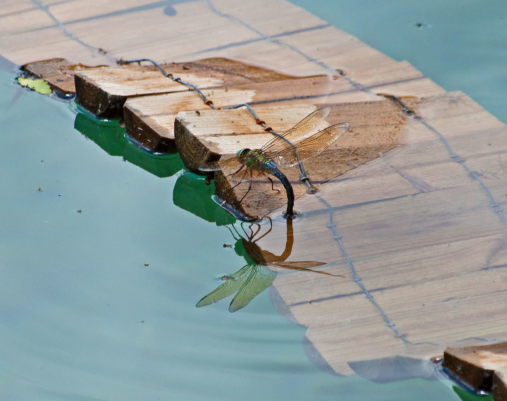 Dragonfly & Reflection  by philbacon